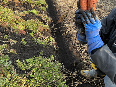 青森県産有機人参SSサイズ3kg【有機JAS認証】【自然農法認証】