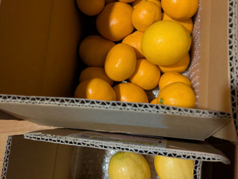 ゲリラみかんと種なしレモン同梱セット　別々より送料お得　みかん箱込約3㌔　レモン箱込約1㌔