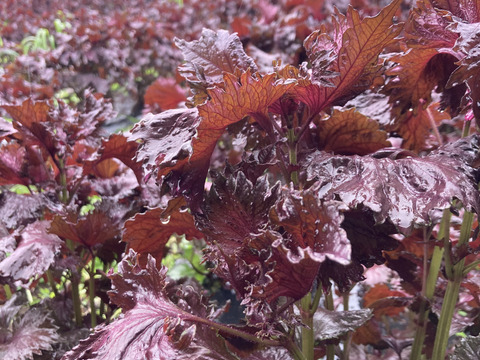 【珍品種】香りよし！天神赤紫蘇　2kg
