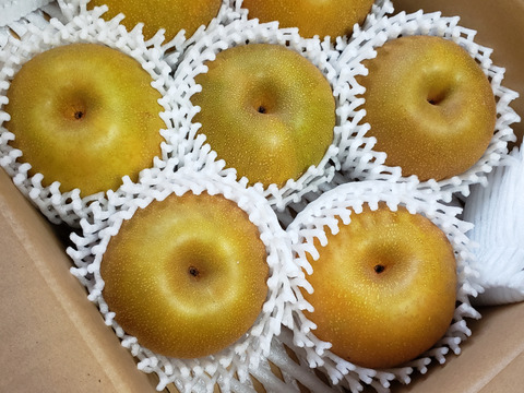 鳥取ブランド梨！【新甘泉】 (2.5㎏)