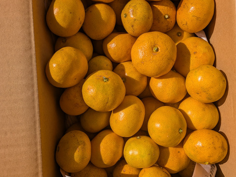 [クール冷蔵便]和歌山県橋本市産　最小限の農薬と除草剤未使用　ご家庭用小粒みかん(約10キロ箱込)4cm大のサイズ多め