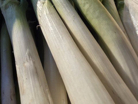 大量消費者向け　自然栽培ネギ　15キロ