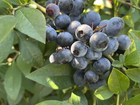 せとうち周防大島　ブルーベリージャム
