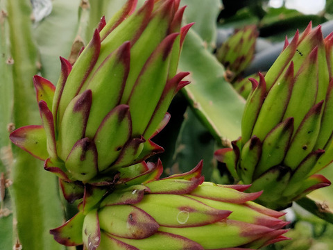 ドラゴンフルーツの蕾　800g