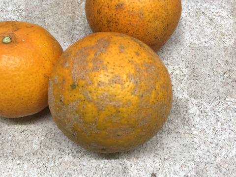農薬・化学肥料・除草剤不使用　愛媛が誇る高級柑橘　ふぞろいのマドンナたち3kg(ご家庭用)