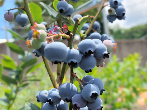 ”ベリーさん”の完熟ブルーベリー・ちび旨 500g（125g×4パック）【生食用】