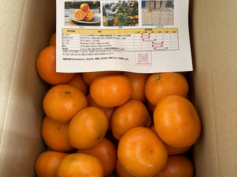 5Kg 果汁がジュワッと！ミカンの大トロ【麗紅】