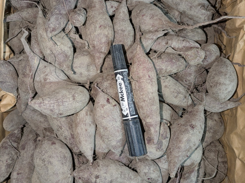 【規格外】鮮やかな紫色！　小さめの紫芋　（あやむらさき）4 kg