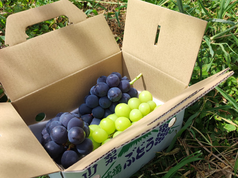 【おつとめ品】２種類のぶどう約1.2kg(３房)
★★最終盤で柔らかめかも★★