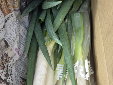 自然栽培認証ネギ　2キロ　根切り