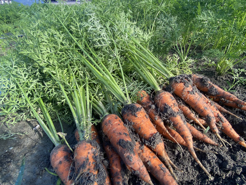 ここちゃん農園の人参【向陽2号】