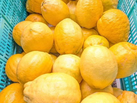 果汁たっぷり！日本平ソーラーレモン®璃の香（りのか）【静岡県産】約1.8キロ ワックス・防腐剤不使用『期間限定』