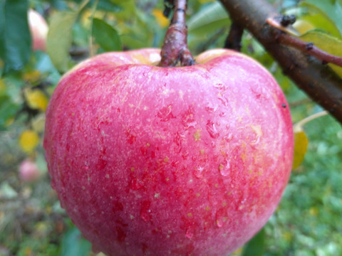 ほとばしる果汁！溢れる想い！葉取らずりんご美丘家庭用3kg