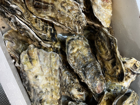 【期間限定10％値引き販売中】🦪 生食用２ｋｇ 殻付き 牡蠣 （14〜30粒）牡蛎 殻付き牡蛎 kaki カキ 松島牡蠣屋 BBQに最適！🔥 海産物 オイスター  生牡蠣 A