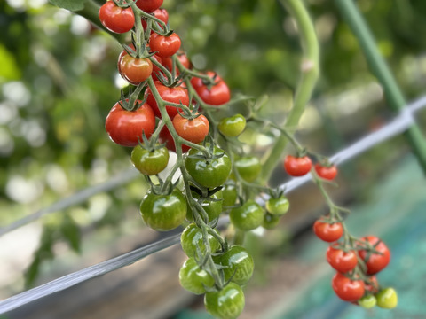 ミニトマトプチぷよ800g