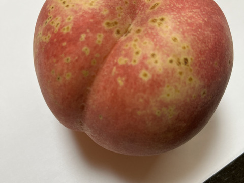 桃「さくら」家庭用5kg（10〜18玉）