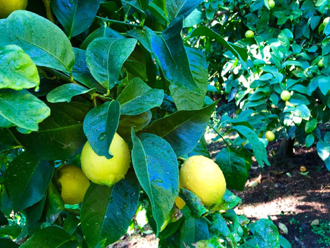 皮まで使える 和歌山県産レモン（防カビ剤不使用) 2kg