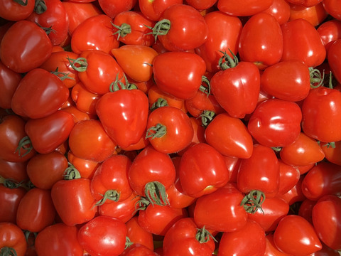 【お試しサイズトマト】（300グラム）久万高原のフルーツトマト、ベリーベリー♡トマトベリー