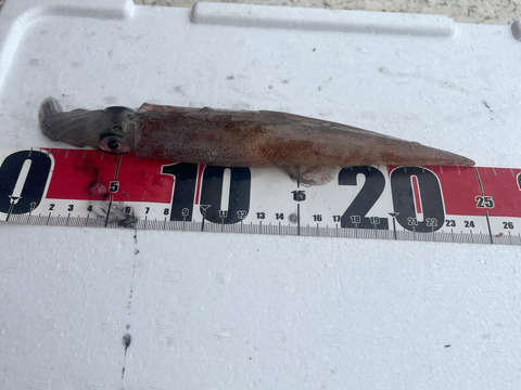 今が旬！！青森県産　ヤリイカ　約２kg