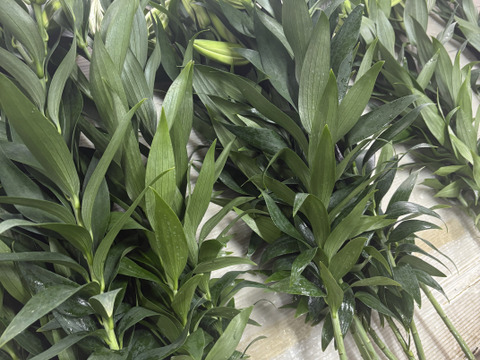 【期間限定】オリエンタルユリ『シベリア』（4-6輪）白色5本