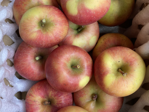 超希少！完全農薬無し栽培　葉取らず訳ありこうとく　1.5キロ以上入