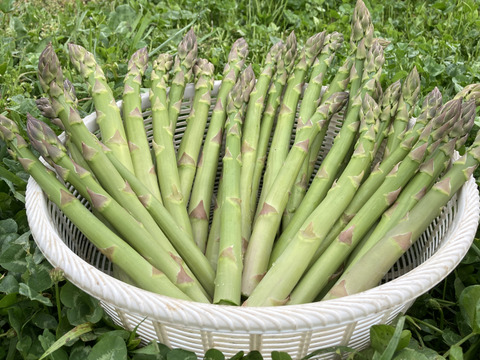 【春芽！！露地アスパラ！！】瑞々しさ筋なし自信あり！衝撃の太め２Lサイズ中心　1kg