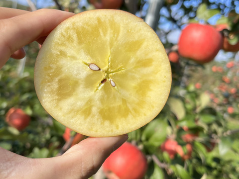 青森県産りんご　葉とらずりんご　高徳（こうとく）りんご　訳アリ【3㎏　8～12個入り】