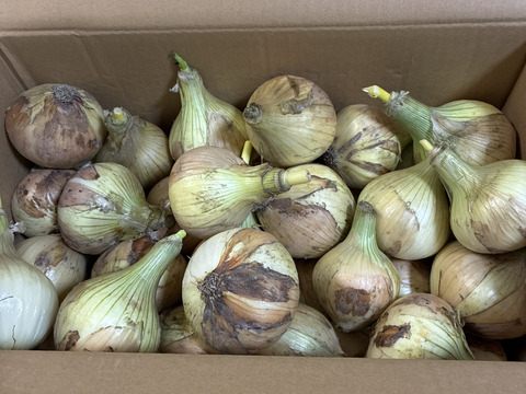 糖度９〜10度！! 甘い！！　淡路島スイートオニオン　新たまねぎ(10キロ)
