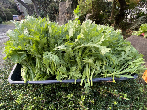 カラダが喜ぶ!!旬のお野菜セット7~8種類【おまかせ60】