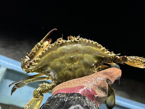 日間賀島産ワタリガニ~雌1kg【活発送】写真の個体を7/3まで注文受付ます
一枚様限定‼︎350g〜400g個体
大切な人へのプレゼントで是非❗️