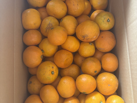 【10月中旬よりお届け】「ゆら早生」みかん　5㎏（サイズ混合）。