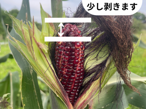宝石のように赤く光輝くスイートコーン！大和ルージュ！2kg