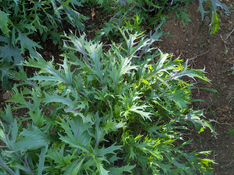 ❄️☃️冬の野菜セット☃️❄️