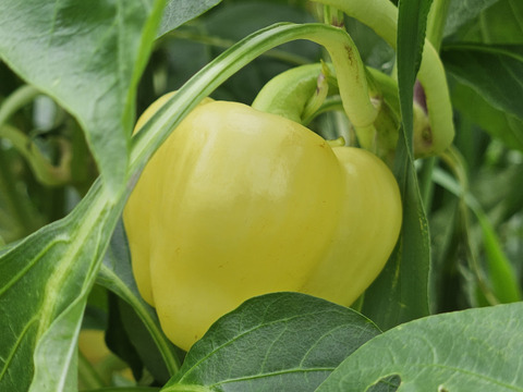 ★Mexicanサンタフェ★栽培期間中農薬不使用★