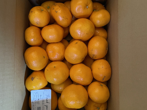 ジューシーかつ濃厚なはるみ（約５kg）