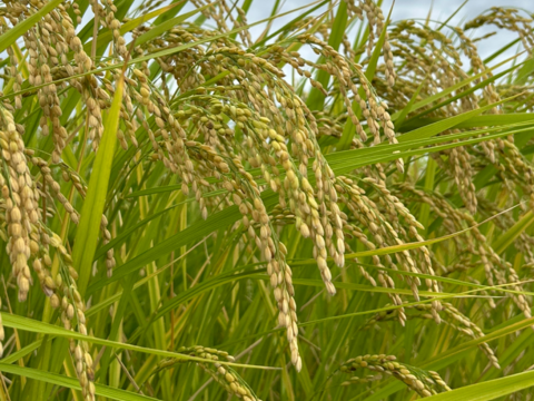 新米　もっちりツヤツヤ！R7長野産コシヒカリ　白米約5キロ　　籾かす多少あり