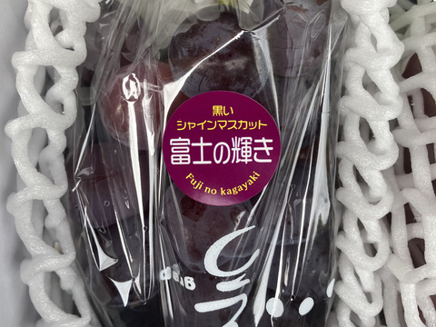 3種親子共演セット！超希少新品種富士の輝、マスカットノワール入り　シャインマスカットの子　3種3房合計1.5キロ以上