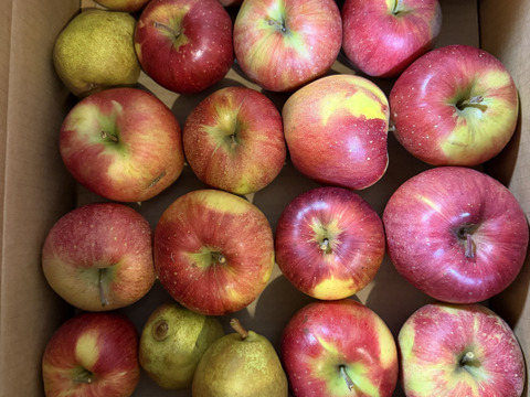 大訳あり シナノスイート5キロ箱 長野県産