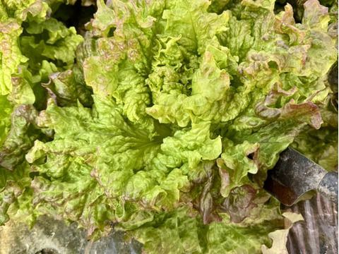 数量限定朝どれ【サニーレタス】15袋  常温配送