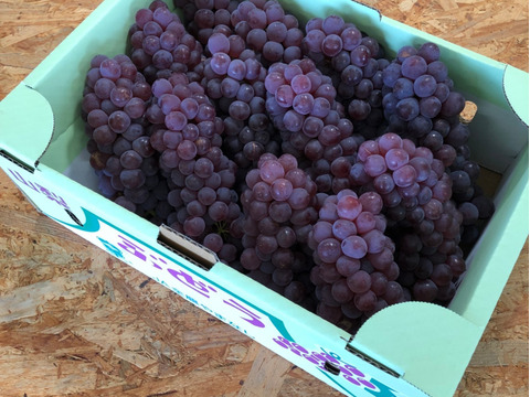 はじける口当たり！《デラウェア》10房前後　朝の採れたて発送【予約販売】