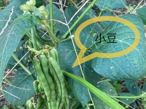 お得な訳あり「大納言小豆」250g×2袋