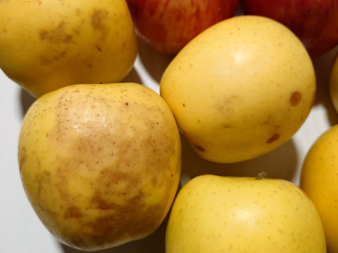 特別栽培りんご（品種おまかせ）【訳あり加工】/3キロ