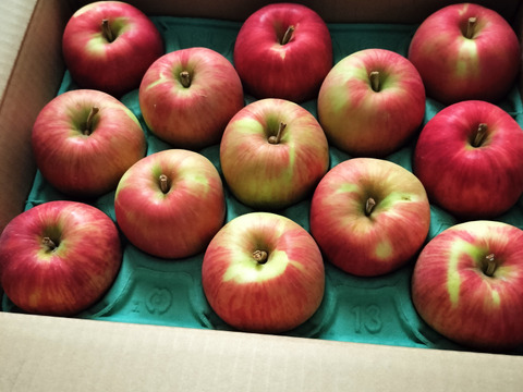 サンつがる 3キロ箱 6玉〜15玉サイズ商品ID44867 長野県 信州 安曇野 リンゴ 幻 幻のリンゴ 予約 希少 旬