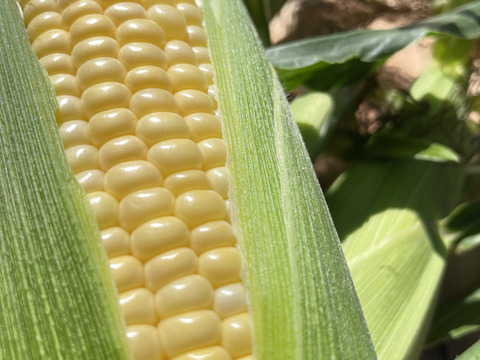 2025年【10月】発送　生も旨い！スイートコーン20本入（味来）