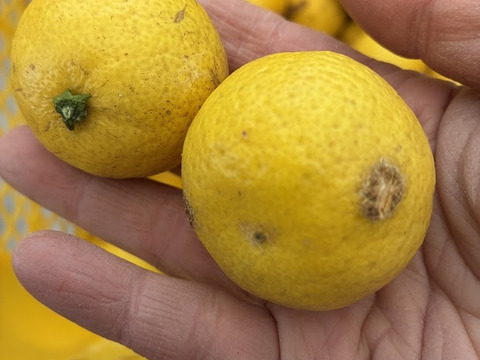 【訳あり】のため通常の半額でお出しします！鹿児島県産　甘くて爽やか！【黄金柑】4ｋｇ程度