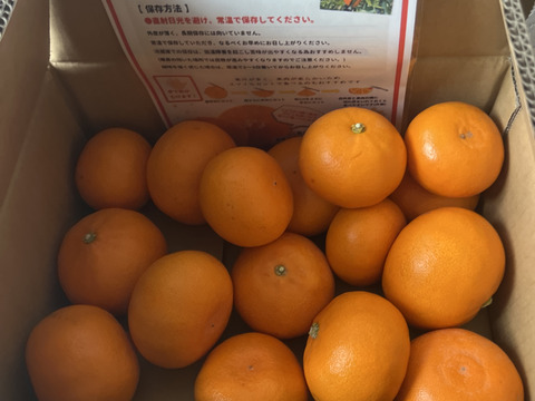 【訳あり】柑橘の大トロ!愛媛県産『せとか』(3kg)※生傷あり