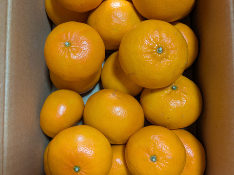 【貴重な柑橘】せとかの姉妹品種！麗紅（れいこう）　家庭用約3㎏