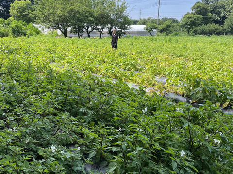 【B級品】小さいジャガイモ★3kg【農薬も化学肥料も使わずに育てています】