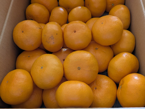 樹上完熟阿波のかがやき　(西南のひかり）販売開始！！。