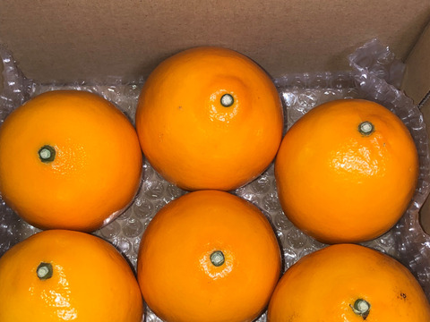 完売お礼‼完熟熟八丈フルーツレモンサービス品　1キロ